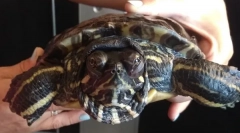 Koľko môže červená korytnačka bez vody